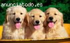 Fantásticas Golden Retriever cachorros p