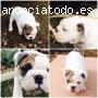 precioso macho de bulldog ingles en adop