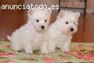 Cachorros westie listo