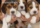 Adoptar cachorros beagle tricolores