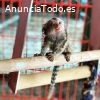 Adorable y dulce mono tití a la venta