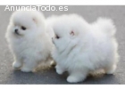 adorables cachorros de Pomerania