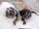 Adorables lindos monos tití a la venta