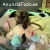 Adorables monos tití en venta.