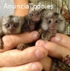 Adorables monos tití, listos