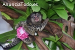 Adorables titíes pigmeos en venta.