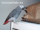 África pájaro loro gris. Oferta de Navid