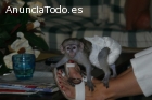 Así monos capuchinos bebé capacitado