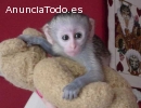 Bebe Monos Capuchinos para la Adopcion