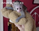 Bebe Monos Capuchinos para la Adopcion