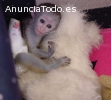 Bebe Monos Capuchinos para la Adopcion
