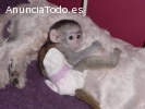 Bebe Monos Capuchinos para la Adopcion