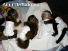bebés monos y chimpancés bebés