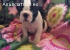 Bulldog francés necesita un nuevo hogar