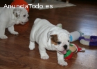 bulldog ingles