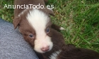 Cachoros Border Collie chocolate