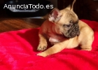 CACHORRO BULLDOG FRANCÉS