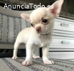 cachorro chihuahua para adopción iiiii