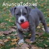 Cachorro de pitbull nariz azul macho