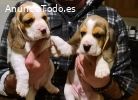 Cachorros Beagle adorables y excepcional
