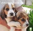 Cachorros Beagle alta calidad