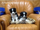 Cachorros Border Collie alta calidad