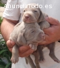 Cachorros Braco de Werimar