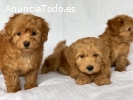 Cachorros Caniche Toy