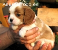 Cachorros Cavalier King Charles