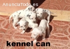 Cachorros Dálmata alta calidad