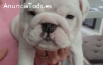 Cachorros de bulldog británico