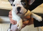 Cachorros de Bulldog Francés Pedigree he