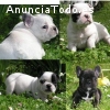 cachorros de bulldog francés