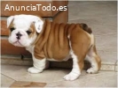 Cachorros de bulldog inglés