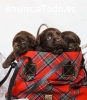 Cachorros de labrador chocolate para rea