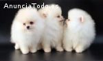 CACHORROS DE POMERANIAS