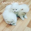 Cachorros de pura raza Pomerania disponi