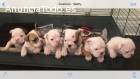 cachorros de raza bulldog ingles