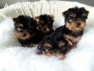 cachorros de yorkshire mini