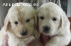 Cachorros Golden Retriever