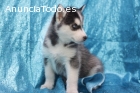 cachorros husky siberiano macho y hembra