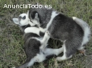 Cachorros Husky Siberiano