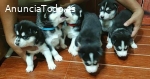 Cachorros Husky súper adorables