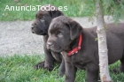 Cachorros Labrador Retriever  chocolate