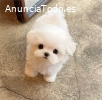 Cachorros malteses disponibles