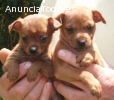 Cachorros Pinscher alta calidad