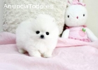 Cachorros Pomerania  para su adopcion li