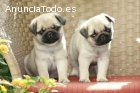 Cachorros Pug dulce regalo Estos cachorr