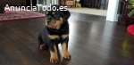 cachorros Rottweiler macho y hembra