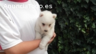 Cachorros Samoyedo alta calidad